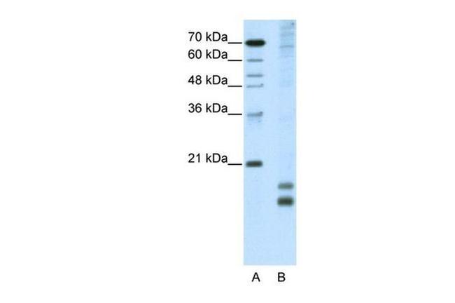 MAFF Antibody in Western Blot (WB)