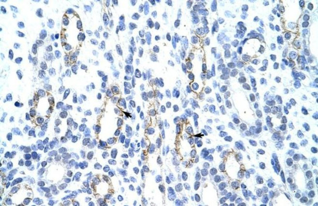 GTF2IRD1 Antibody in Immunohistochemistry (IHC)