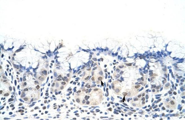 DAZ4 Antibody in Immunohistochemistry (Paraffin) (IHC (P))