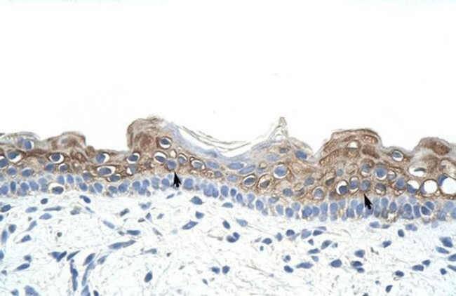 DAZ2 Antibody in Immunohistochemistry (Paraffin) (IHC (P))