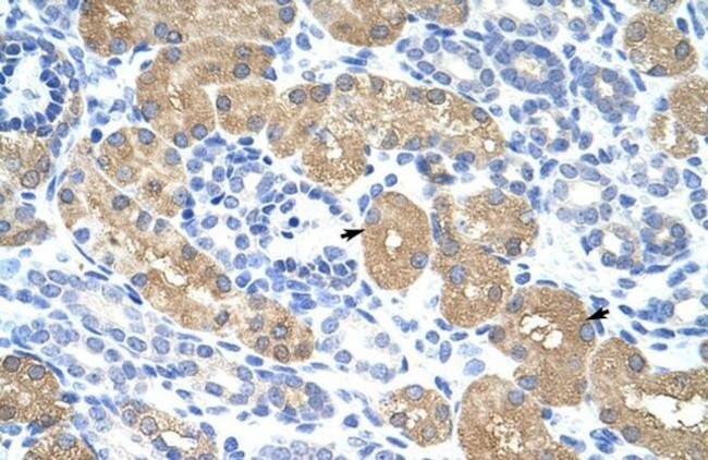 RAE1 Antibody in Immunohistochemistry (Paraffin) (IHC (P))