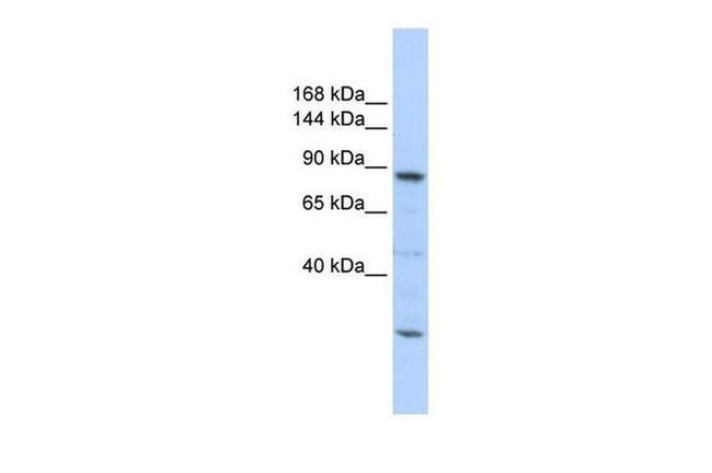 Cdc5L Antibody in Western Blot (WB)