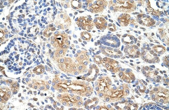 AUH Antibody in Immunohistochemistry (Paraffin) (IHC (P))