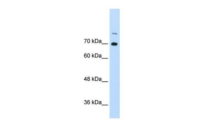 ILF3 Antibody in Western Blot (WB)