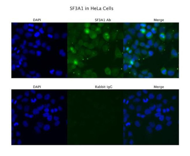 SF3A1 Antibody in Immunocytochemistry (ICC/IF)