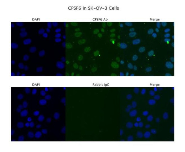 CPSF6 Antibody in Immunocytochemistry (ICC/IF)