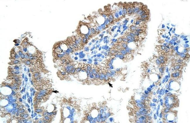 GTPBP9 Antibody in Immunohistochemistry (Paraffin) (IHC (P))