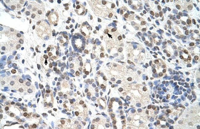 NXF3 Antibody in Immunohistochemistry (Paraffin) (IHC (P))