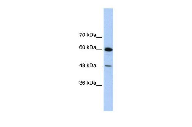 DAZAP1 Antibody in Western Blot (WB)