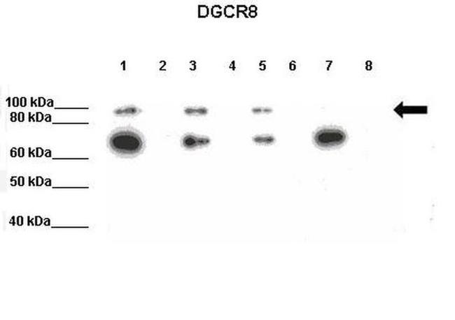 DGCR8 Antibody in Western Blot (WB)