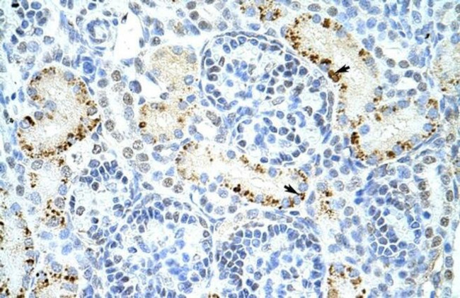 DAZAP1 Antibody in Immunohistochemistry (Paraffin) (IHC (P))