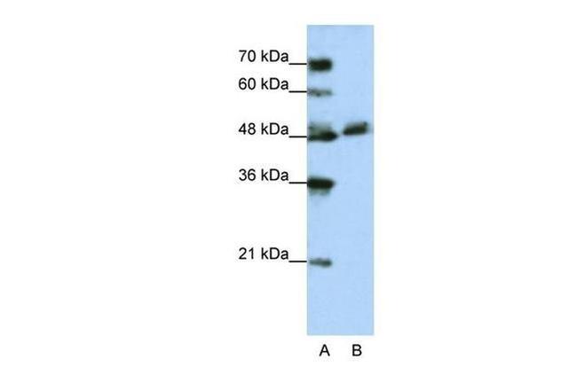 WDR13 Antibody in Western Blot (WB)