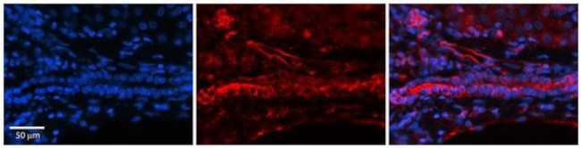 Folate Receptor alpha Antibody in Immunohistochemistry (Paraffin) (IHC (P))