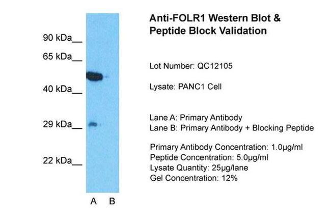 Folate Receptor alpha Antibody in Western Blot (WB)