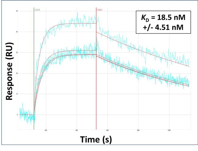 MFAP4 Antibody in Surface plasmon resonance (SPR)