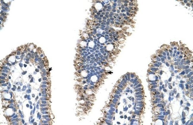 PRODH2 Antibody in Immunohistochemistry (Paraffin) (IHC (P))