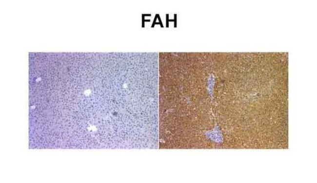 FAH Antibody in Immunohistochemistry (Paraffin) (IHC (P))