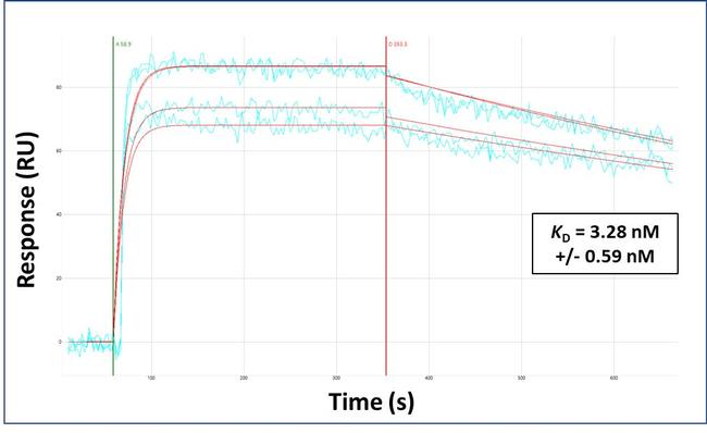 SLC2A5 Antibody in Surface plasmon resonance (SPR)