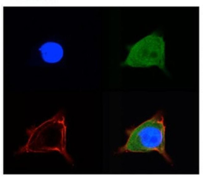 SLC2A5 Antibody in Immunocytochemistry (ICC/IF)