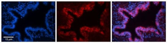 SQLE Antibody in Immunohistochemistry (Paraffin) (IHC (P))