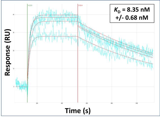 PXDN Antibody in Surface plasmon resonance (SPR)