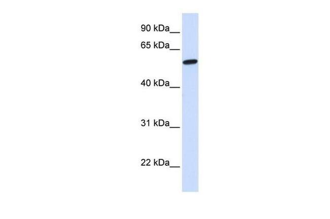 NELF Antibody in Western Blot (WB)