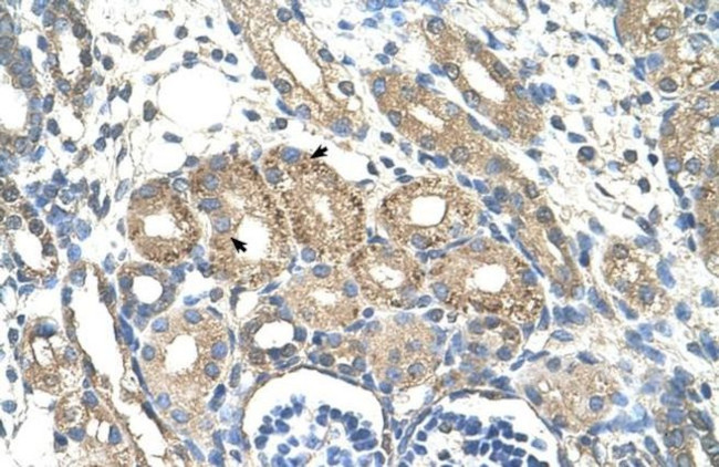 BSDC1 Antibody in Immunohistochemistry (IHC)