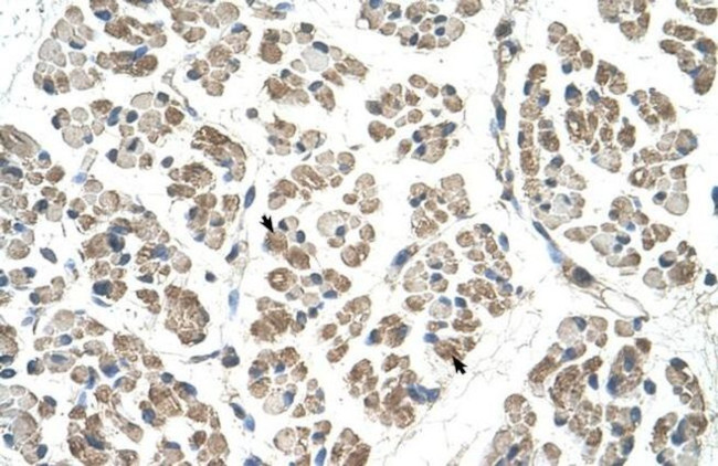 EGFL8 Antibody in Immunohistochemistry (IHC)