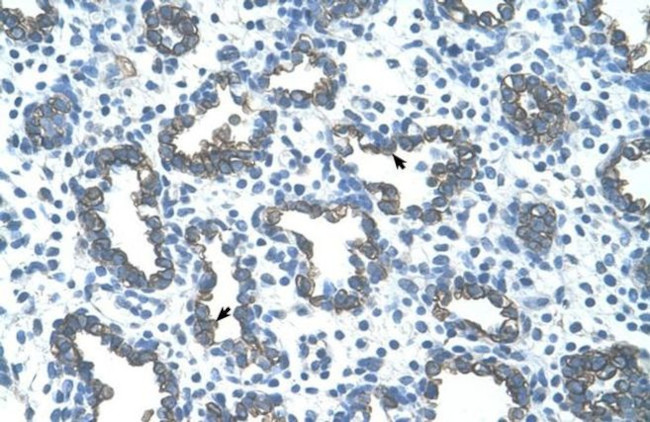 GNAS Antibody in Immunohistochemistry (Paraffin) (IHC (P))