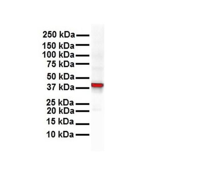 GNAS Antibody in Western Blot (WB)