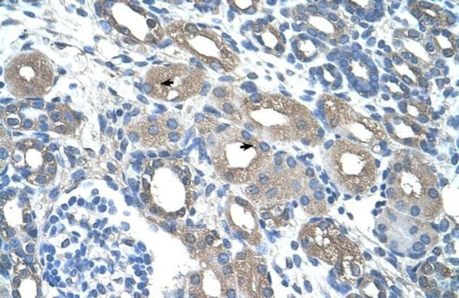 Viperin Antibody in Immunohistochemistry (IHC)