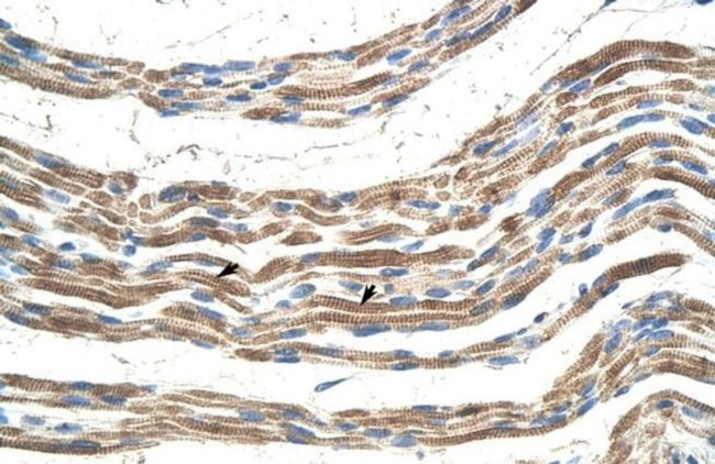 Pannexin 2 Antibody in Immunohistochemistry (IHC)