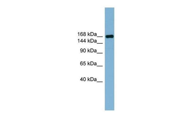 PARD3 Antibody in Western Blot (WB)