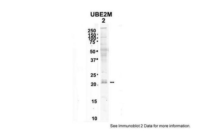 UBE2M Antibody in Western Blot (WB)