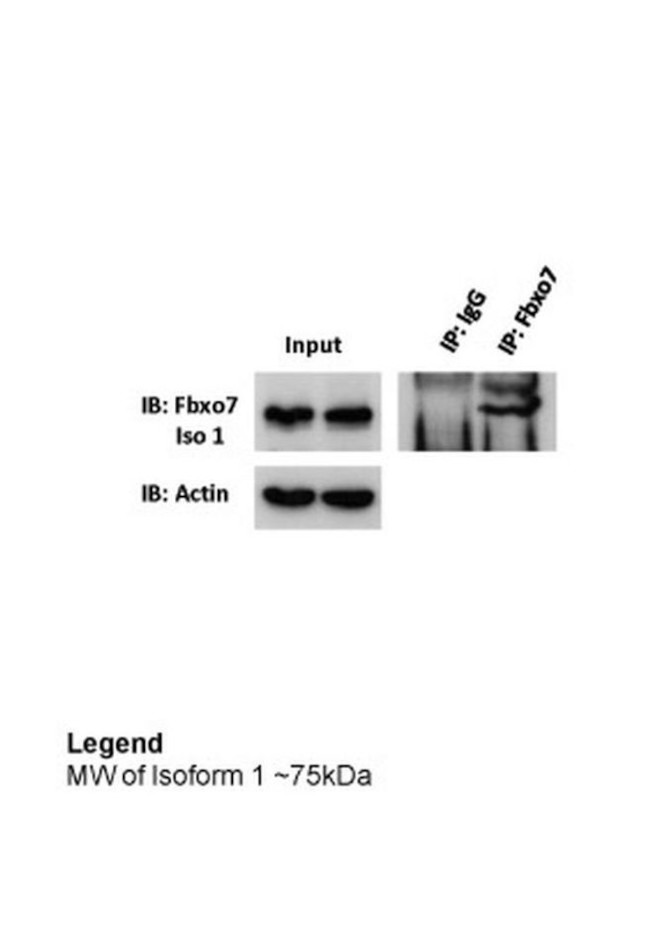 FBXO7 Antibody in Immunoprecipitation (IP)