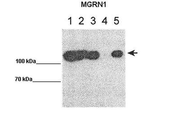 MGRN1 Antibody in Western Blot (WB)
