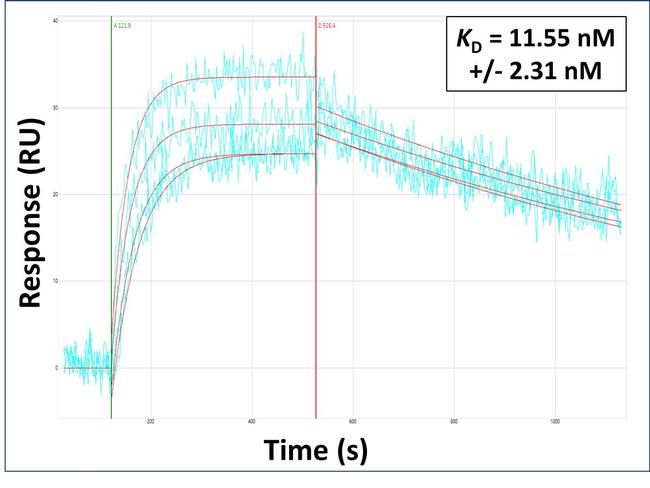 PEMT Antibody in Surface plasmon resonance (SPR)