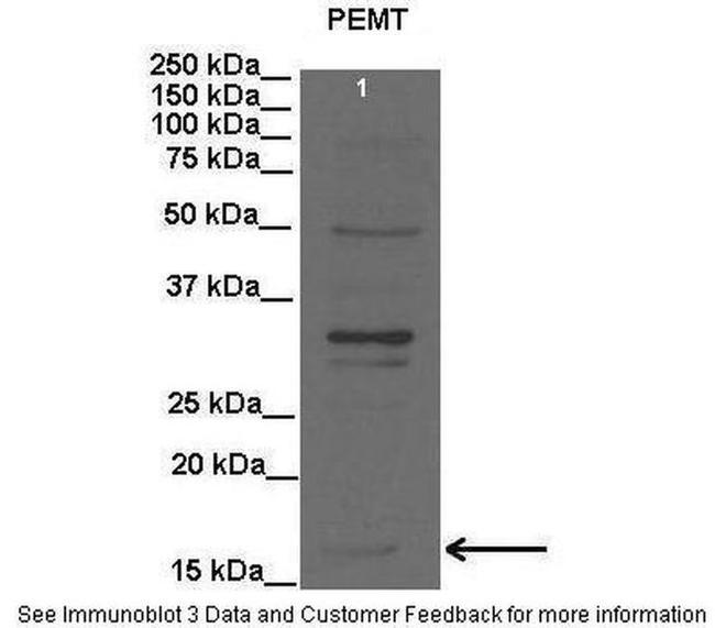 PEMT Antibody in Western Blot (WB)