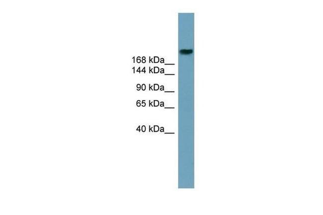 ABCA12 Antibody in Western Blot (WB)