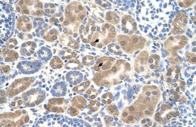 SLC38A1 Antibody in Immunohistochemistry (IHC)