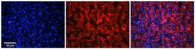 SLC37A4 Antibody in Immunohistochemistry (Paraffin) (IHC (P))