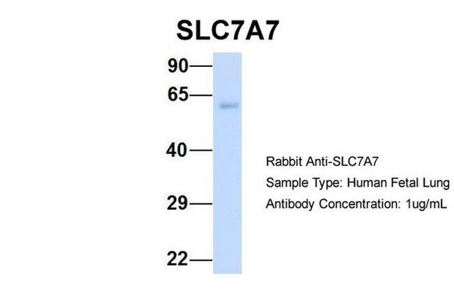 SLC7A7 Antibody in Western Blot (WB)