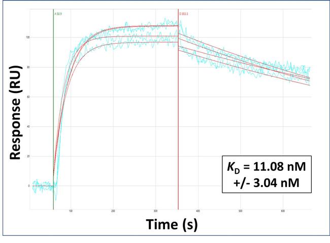 SLC33A1 Antibody in Surface plasmon resonance (SPR)