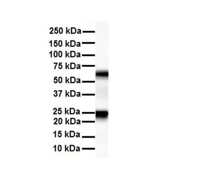 SLC33A1 Antibody in Western Blot (WB)