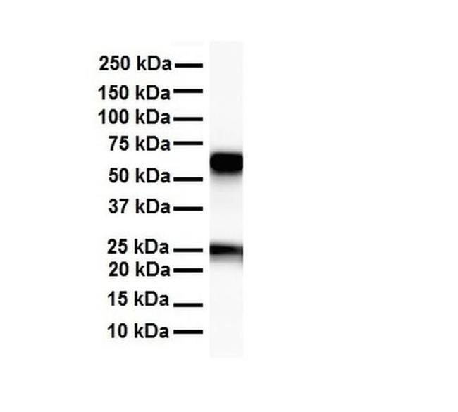 SLC33A1 Antibody in Western Blot (WB)