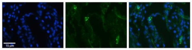 SLCO2B1 Antibody in Immunohistochemistry (Paraffin) (IHC (P))