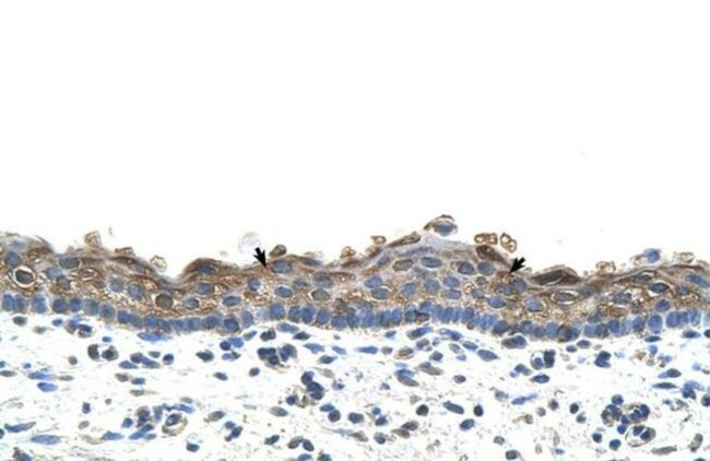 SLC26A1 Antibody in Immunohistochemistry (IHC)