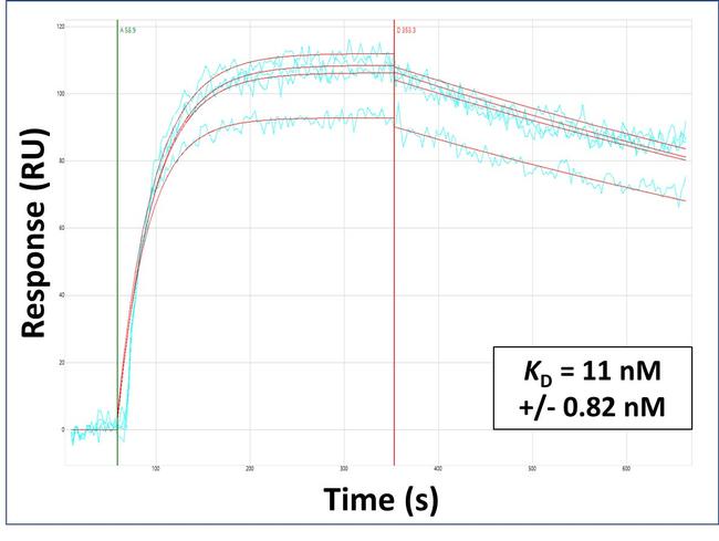 SLC15A4 Antibody in Surface plasmon resonance (SPR)