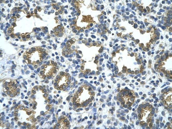 GUSB Antibody in Immunohistochemistry (Paraffin) (IHC (P))