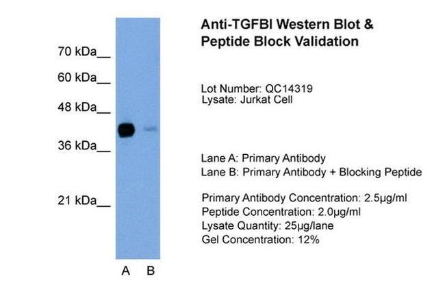 TGFBI Antibody in Western Blot (WB)